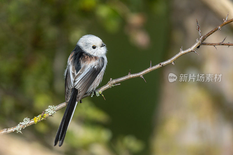 长尾山雀(Aegithalos caudatus)